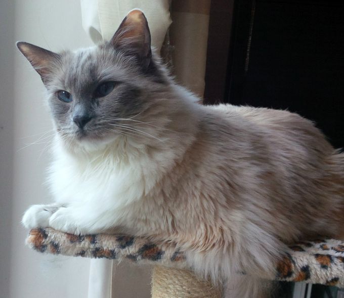 Aleisha (Shawville Becky Blue) Blue Tortie Mitted
Sire: Emerisle Aiyce Cream
Dam: Happiness Cherry Blossom
Our 