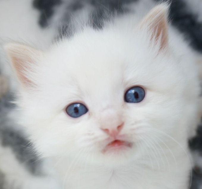 We sometimes have available, rare beautiful Cream Points ( and Blue Cream Torties) with unusually deep blue eye colour.
 Mum Shawville Becky Blue: Blue Tortie Mitted and Dad: Raggadazel Merlin, Blue Colourpoint.