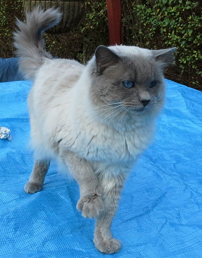 Griff (Raggadazel Merlin) 
Sire:  Trever Cat Comedian
Dam: Westhope Roxy
A large Blue C/P boy, 3 years old, with stunning eye colour as you can see. Most importantly he passes it on to all his kittens! 