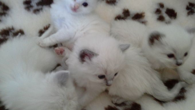 Pria's babies (7 of them!!) now 3 weeks old! THEN
