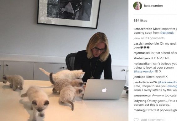 Editor Kate trying hard to get some work done..........Impossible when fashionista kitties take charge of the office!!! Lol